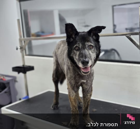 כלב עומד על שולחן טיפוח בחדר טיפוח כלבים